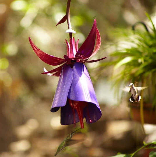 Bring Nature to Your Garden with the Sensation Pink Coneflower Bird Feeder
